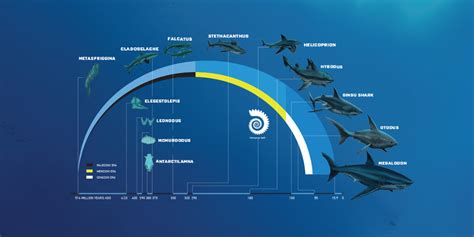 Animal Timeline - SUYASH KRISHAN