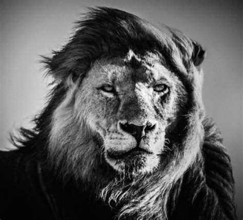 Striking Black and White Wildlife Photography by Laurent Baheux