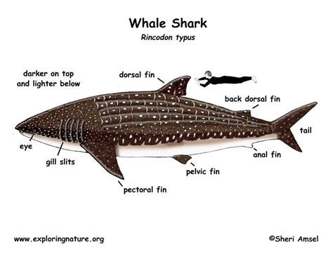 Whale shark, Whale shark facts, Whale