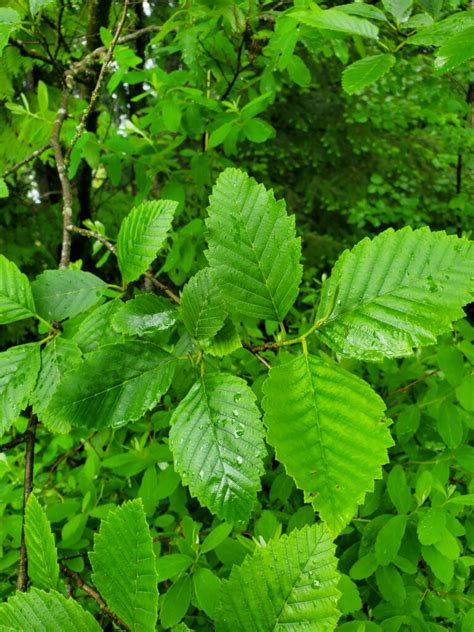 Red Alder - Plan Bee Native Plants