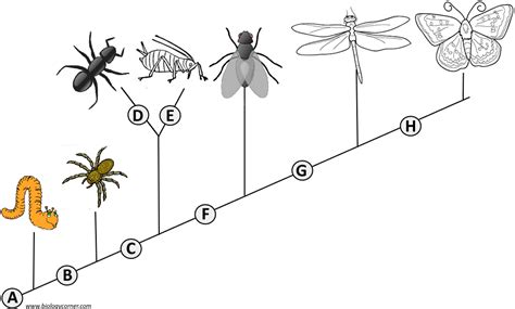 Cladogram Analysis | Teaching biology, Biology lessons, Middle school science