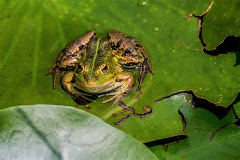 Frog Lily Pad Garden Pond - Free photo on Pixabay - Pixabay