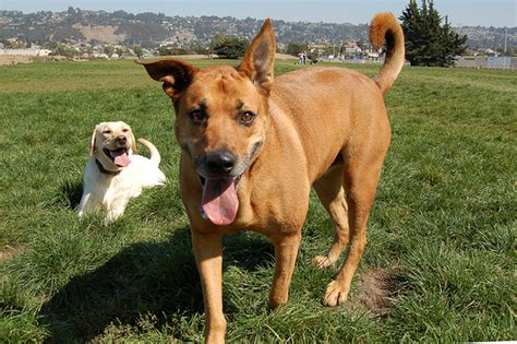 Best Dog-Friendly Hiking in the East Bay Area, California - Petswelcome.com