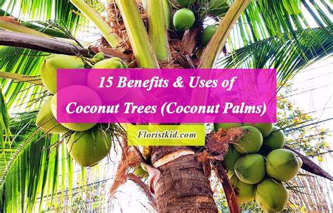 15 Benefits & Uses of Coconut Trees (Coconut Palms)