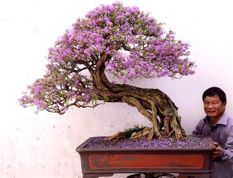 Jacarandá - Bonsai Empire