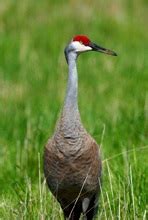 Greater Sandhill Cranes in Washington - eBird Pacific Northwest