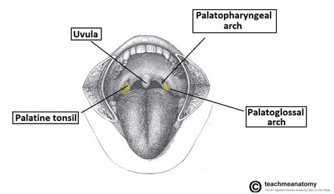 The Pharynx - Subdivisions - Blood Supply - TeachMeAnatomy