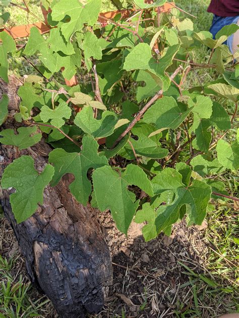 Can anyone tell me what type of grape vine this is? : r/gardening