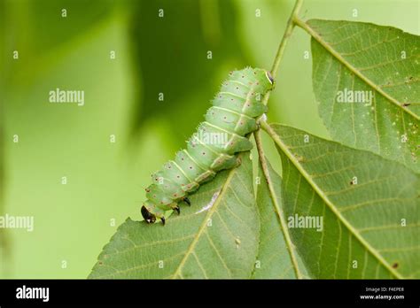 Luna Moth (Actias luna) caterpillar on host plant Hickory tree (Carya ...