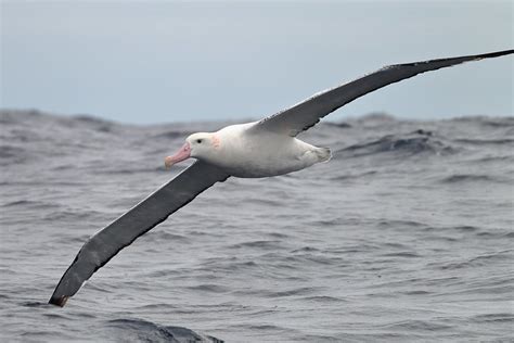 Wandering Albatross Molt | BirdNote