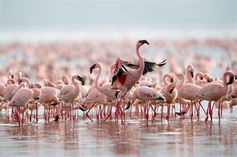 Lake Bogoria National Reserve - CORAL SEA EXPEDITIONS