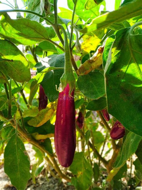 Brinjal Vegetable Plant at Village Stock Photo - Image of vegetarian ...