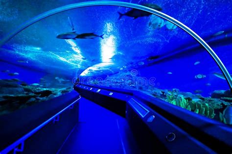 Walk Path in Aquarium Tunnel Stock Photo - Image of park, lifestyle ...