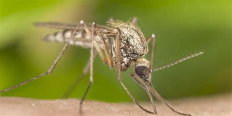 Body Odour Genes Determine Your Chance Of Getting A Mosquito Bite, Study Suggests | HuffPost UK
