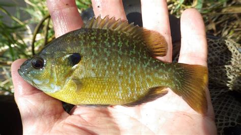 Redbreast Sunfish Vs Bluegill