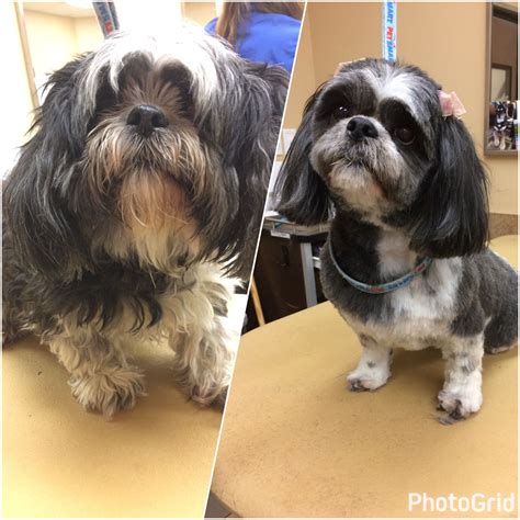 -repinned- Before and after. Shih Tzu | Shih tzu dog, Dog grooming, Shih tzu