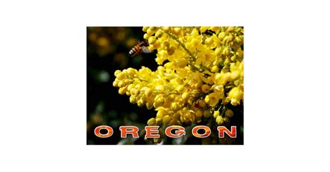 Oregon State Flower: Oregon Grape Postcard | Zazzle