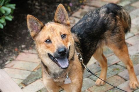 Shiba Inu & German Shepherd Mix: Info, Pictures, Characteristics & Facts | Hepper