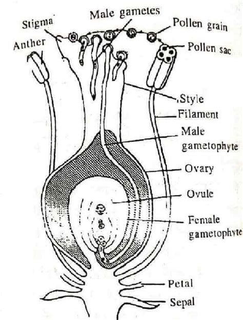 Fertilization in plants: Definition, Process - Handwritten Notes