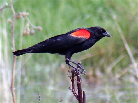 Red-winged Blackbird | Celebrate Urban Birds