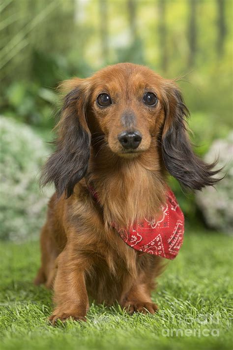 Long Haired Dachshund Dog wearing scarf Photograph by Mary Evans ...