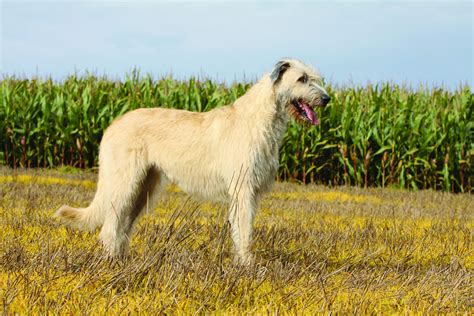 Can Irish Wolfhounds Live In Apartments