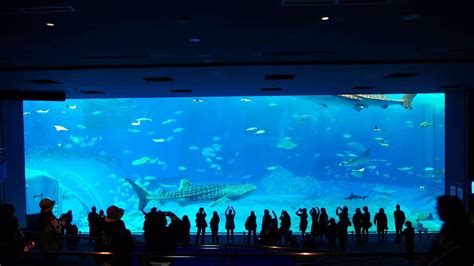 [UHD]Kuroshio Sea, Churaumi aquarium,Okinawa - YouTube