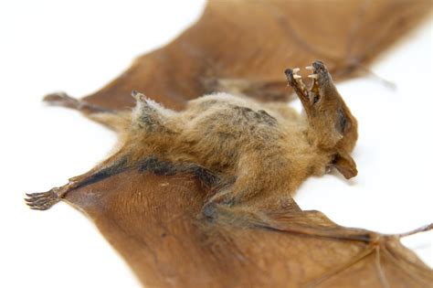 Blossom Fruit Bat (Macroglossus minimus) | A1 Dry-preserved Specimen 10 ...