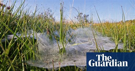 Biggest male funnel-web spider dubbed ‘Hercules’ found north of Sydney : r/aus