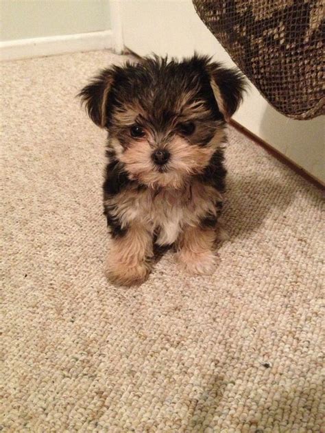 yorkie x #maltese = Morkie #yorkiexpuppy | Animales bebé bonitos ...