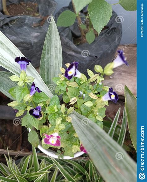 Flower Torenia Fournieri stock photo. Image of torenia - 262901746