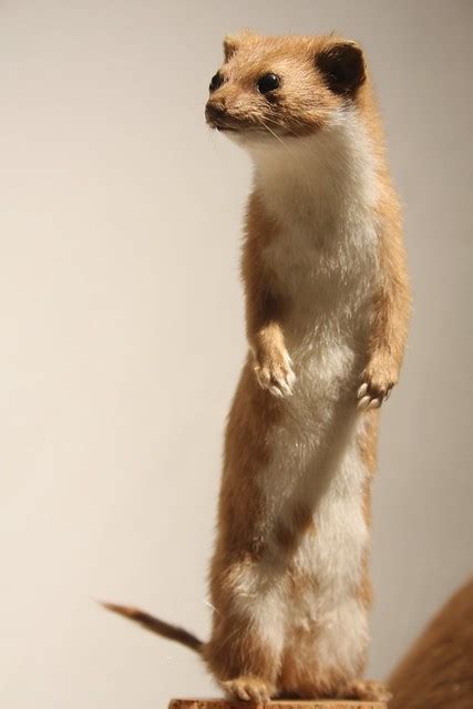 Stuffed Weasel | Flickr - Photo Sharing!