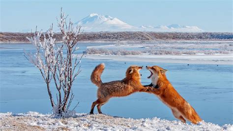 Photos: Animals across the nation enjoy snowy winter | KATU