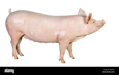 Gilt pig hi-res stock photography and images - Alamy