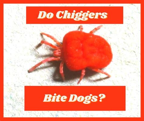 Do Chiggers Bite Dogs? All You need to know