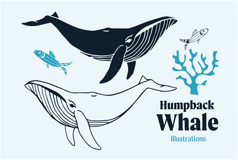 Humpback Whale Vector Illustrations Graphic by Anna Karoline · Creative Fabrica