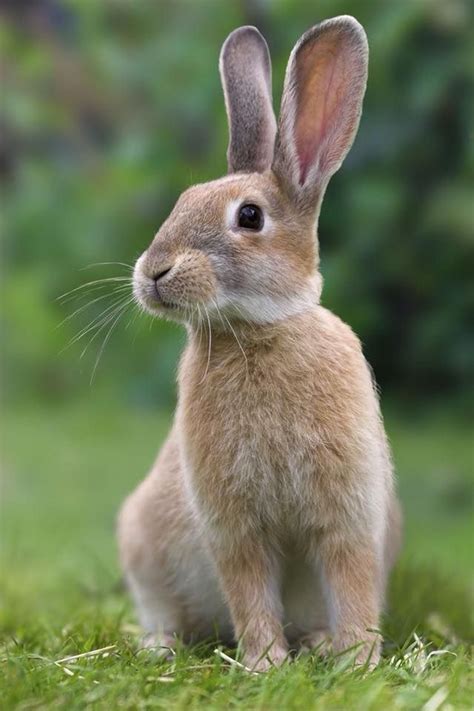 Pin by Angie Clark on Animal Kingdom | Animals beautiful, Raising rabbits, Rabbit pictures