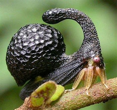 Peruvian Armoured Thorn Bug | Weird animals, Weird insects, Beautiful bugs