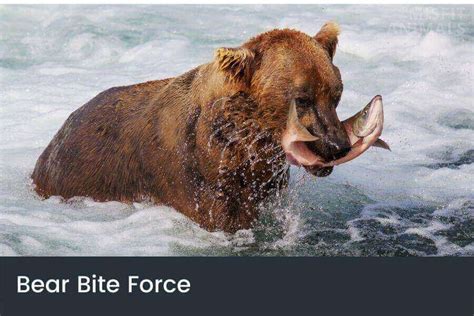 Bear Bite Force: Grizzly Bear, Polar Bear & Other Species