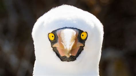 Galapagos Islands wildlife: Photos of unusual animals