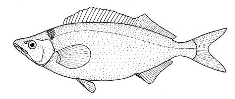 File:Mendosoma lineatum (Telescope fish).jpg - Wikipedia