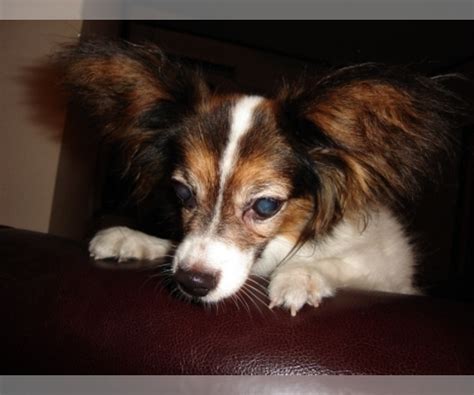 View Ad: Cava-lon Puppy for Sale near Virginia, STAFFORD, USA. ADN-797865