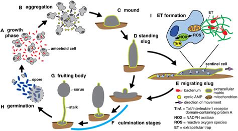 4.1: Slime Molds - Biology LibreTexts