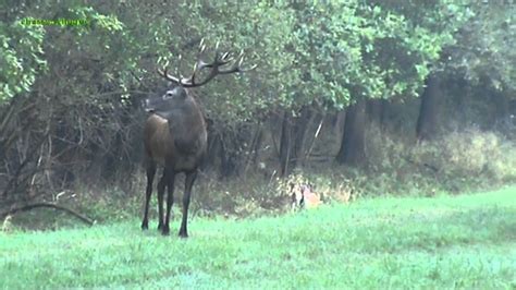 Le meilleur de la chasse au cerf - Huntingambiance.com - YouTube