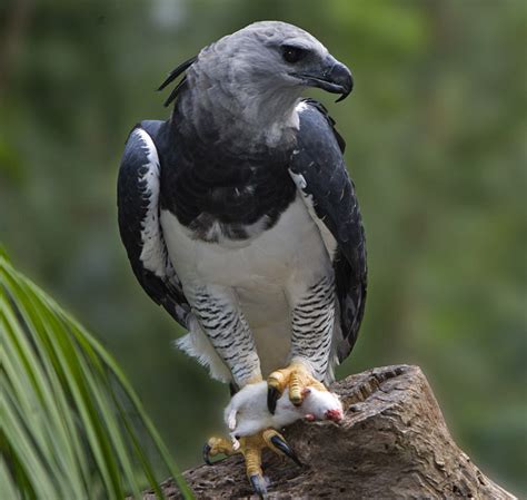 Accipitridae - eagles, hawks, kites, osprey | Wildlife Journal Junior