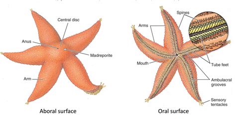 What is echinodermata? | Socratic