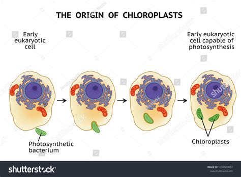 Origin Chloroplasts Endosymbiotic Theory Symbiogenesis Stock ...