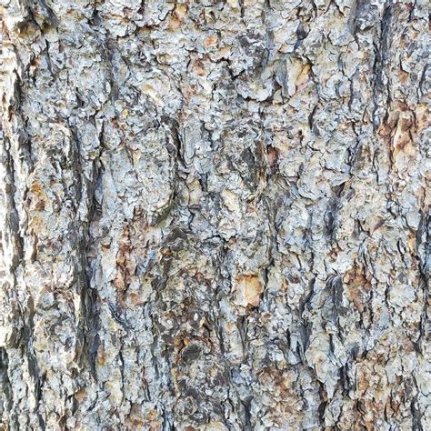 Tree Bark texture 22799831 Stock Photo at Vecteezy