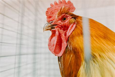 Bird flu symptoms and how it spreads as H3N8 strain claims first human ...