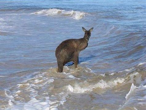 The new member of Australia's Olympic swimming team (9 pics) - Izismile.com